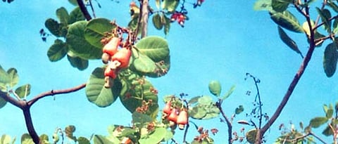 cultivation of Cashewnuts  