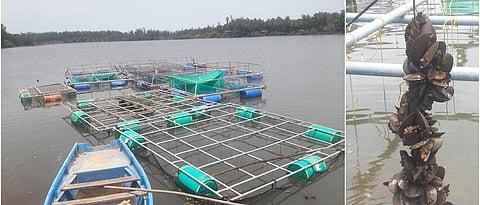 raising fish seeds in bay traps.