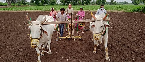 maize sowing 
