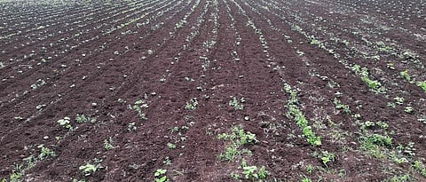 Kharif season