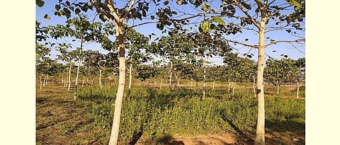 shivan cultivation useful in forestry