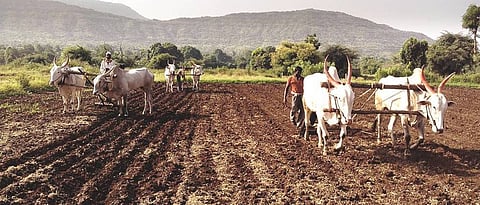 Crop Competition