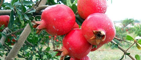 Pomegranate