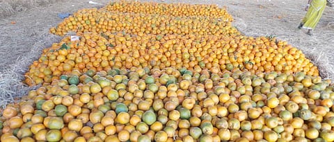  Orange, citrus prices in Nagpur 'as they were'