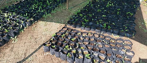 Theft of native custard apple seeds
