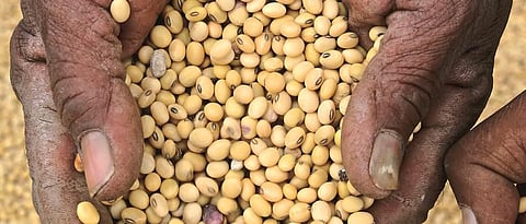 यंदा हंगामात सोयाबीनच्या दरात तेजीचा अंदाज