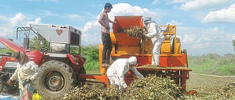 The average productivity of soybean in Nagar district is 15 quintals per hectare