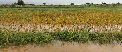 Crop Damage