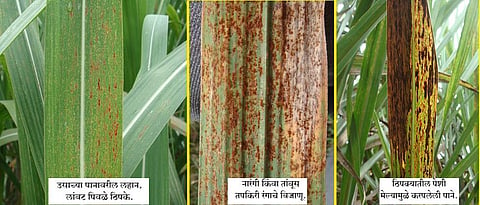 rust disease in sugarcane