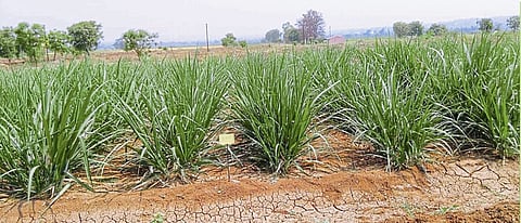 Tractor driven Phule sugarcane intercropping machine