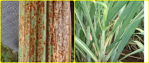 disease management in sugarcane crop 