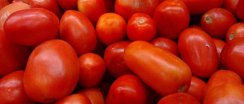 tomato 