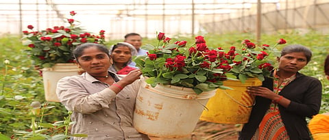 ‘व्हॅलेंटाइन डे’साठी फुलला गुलाब
