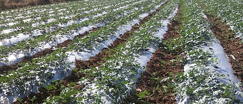 watermelon cultivation