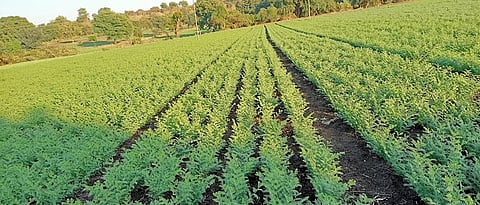 Chana Cultivation