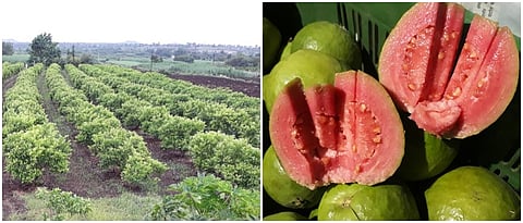 काळाने यांची पेरूची बाग व फळाची प्रत 