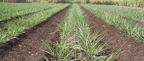 How do you manage irrigation in sugarcane crop