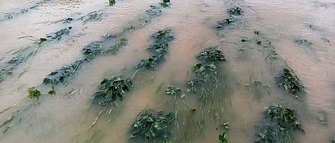  Crop Damage 