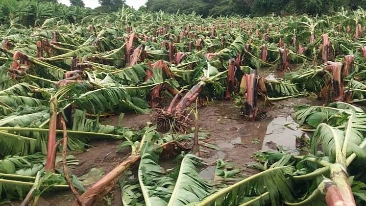 Banana Crop Insurance : ‘एमआरसॅक’मुळे साडेदहा हजार केळी उत्पादक ...