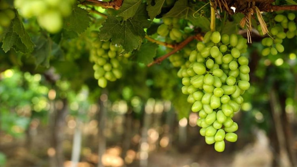 Grape Rate । निर्यातक्षम द्राक्षास गतवर्षीपेक्षा दर कमी। Rate for ...