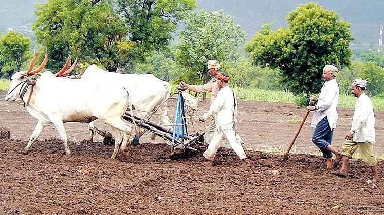 Rabbi Sowing : परभणी, हिंगोली जिल्ह्यांत रब्बी पिकांची १९ हजार हेक्टरवर ...