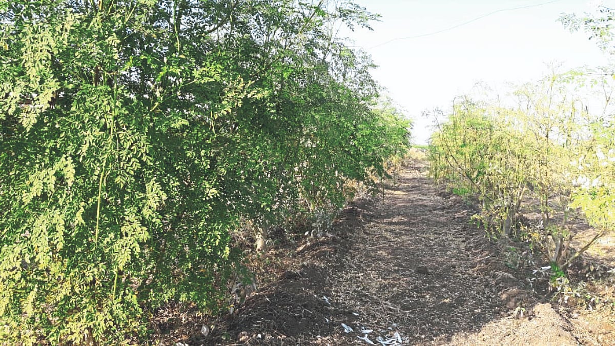 Shevga Cultivation | सुधारीत तंत्राने शेवगा लागवड | Cultivation of ...