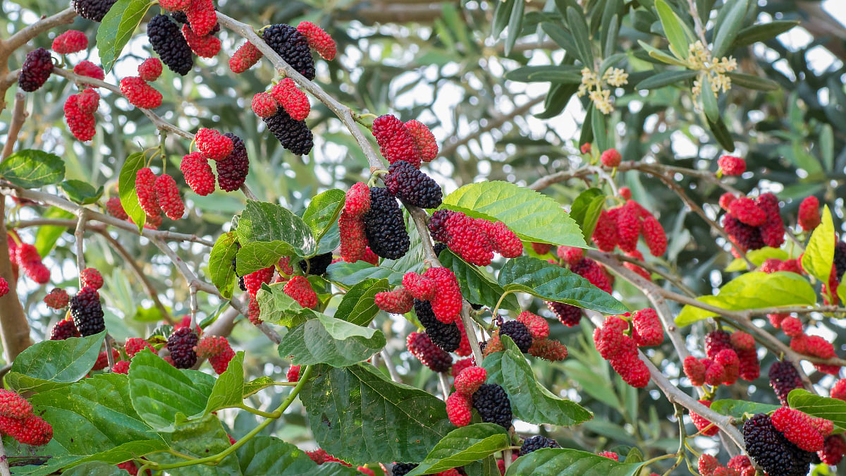 Tuti Fruit : तुती फळाचे आरोग्यदायी फायदे| Health benefits of mulberry fruit