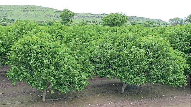 Sitaphal Orchard Management | सीताफळ बागेचे नियोजन, व्यवस्थापन ...