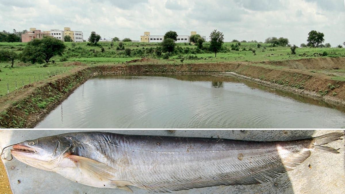 Fish Conservation | वालागो अटूट माशांचे संवर्धन | Conservation of ...