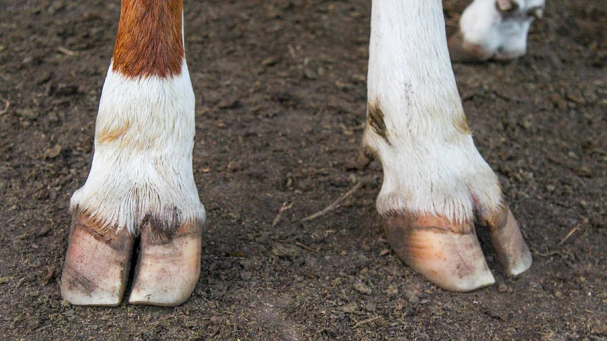 Hoof Trimming । खूरसाळणीअभावी जनावरांत विविध आजार । Various diseases in ...