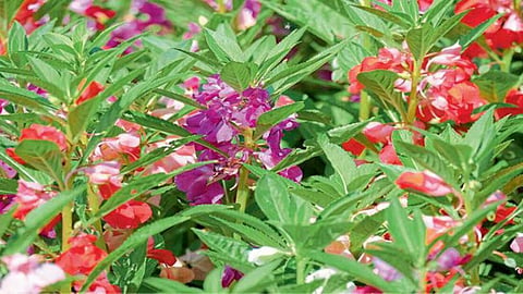 Wild Flower । रानोमाळ बहरली तेरड्याची फुले । Wild Terda flowers bloomed