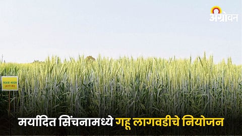 Wheat Cultivation | मर्यादित सिंचनामध्ये गहू लागवडीचे नियोजन | Planning ...