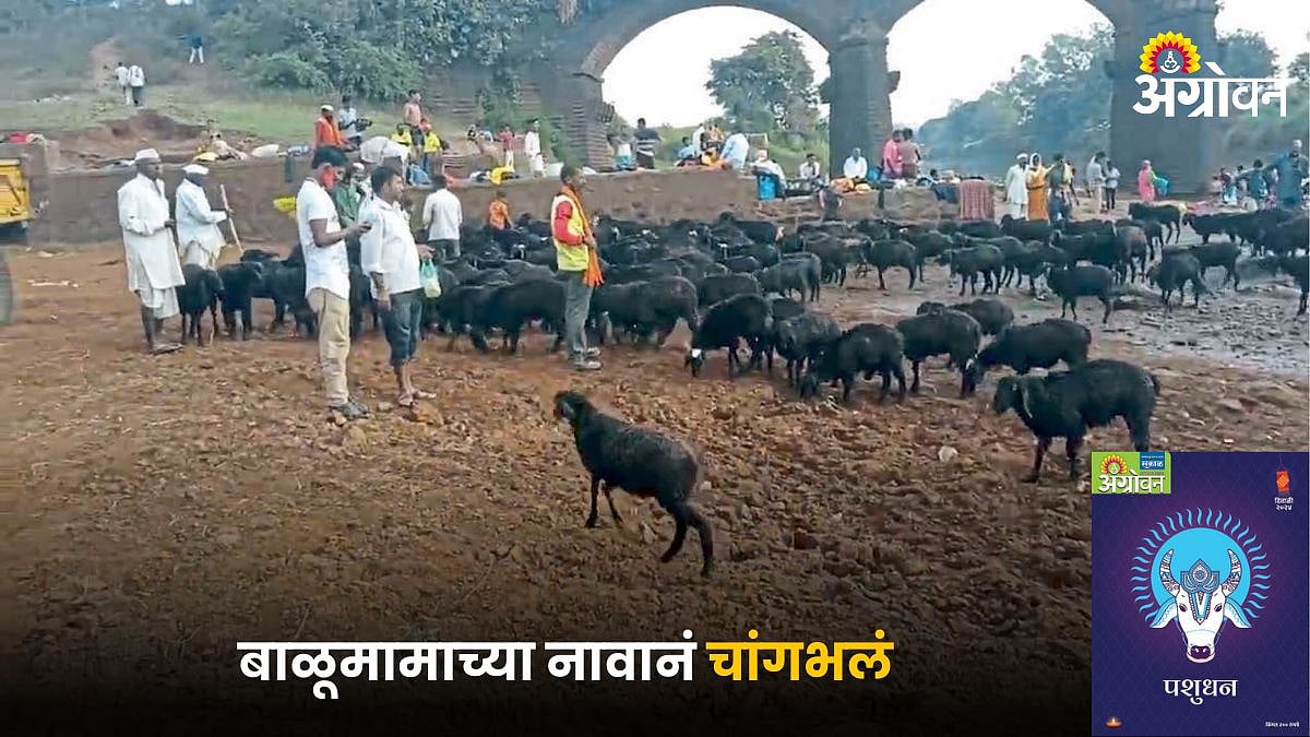 Sheep Conservation | बाळूमामाच्या नावानं चांगभलं | Balumamachya Navan ...