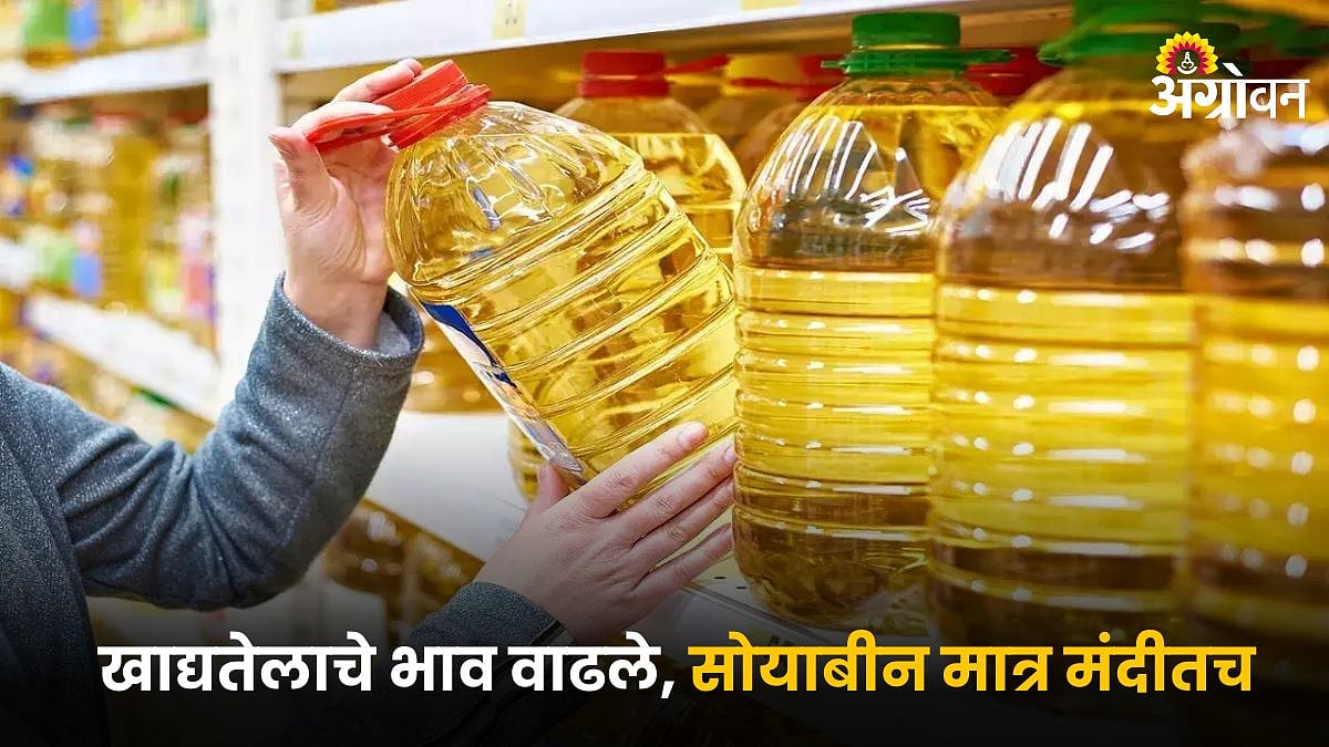 Edible Oil Rate | खाद्यतेलाचे भाव वाढले, सोयाबीन मात्र मंदीतच ...