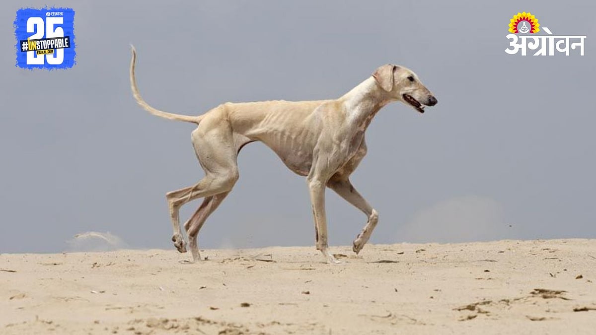 Caravan Dog । शेतकऱ्यांना मिळणार संरक्षक कारवान श्‍वान । MAFSU ...