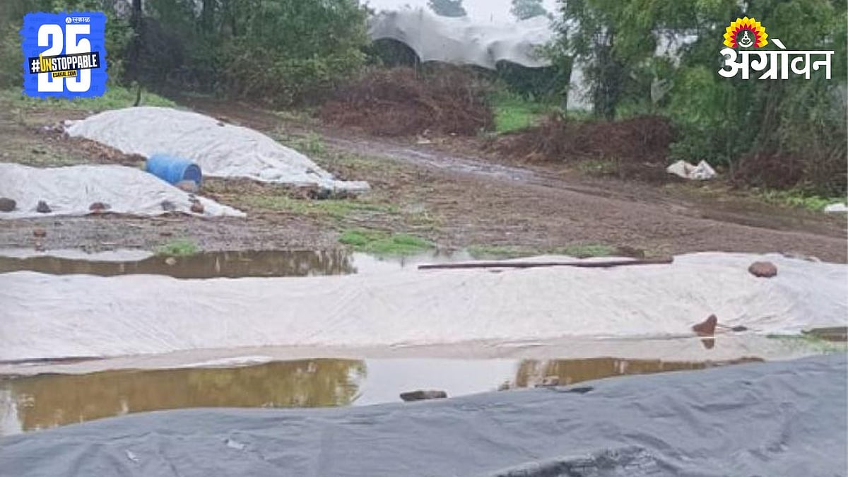 Onion Crop Damage । लाखमोलाचा कांदा पावसामुळे मातीमोल । Farmer Loses ...