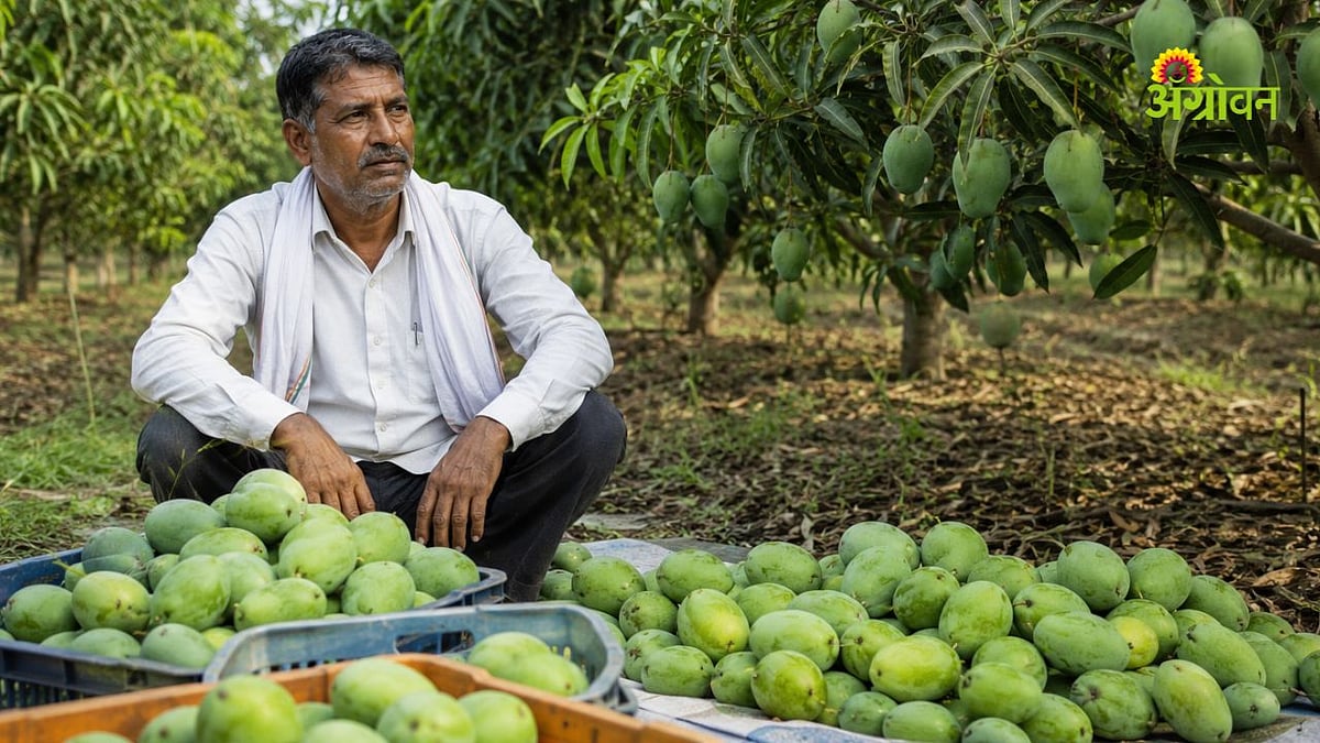 Mango Market Price: आंबा उत्पादक शेतकरी संकटात, भाव ३ रुपये किलोवर ...
