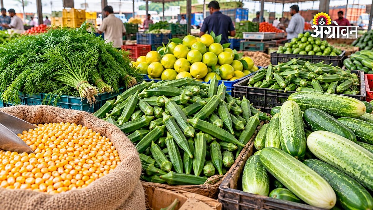 Vegetable Market News|अहिल्यानगरच्या बाजारपेठेत तेजी! रताळे, बटाट्यासह ...
