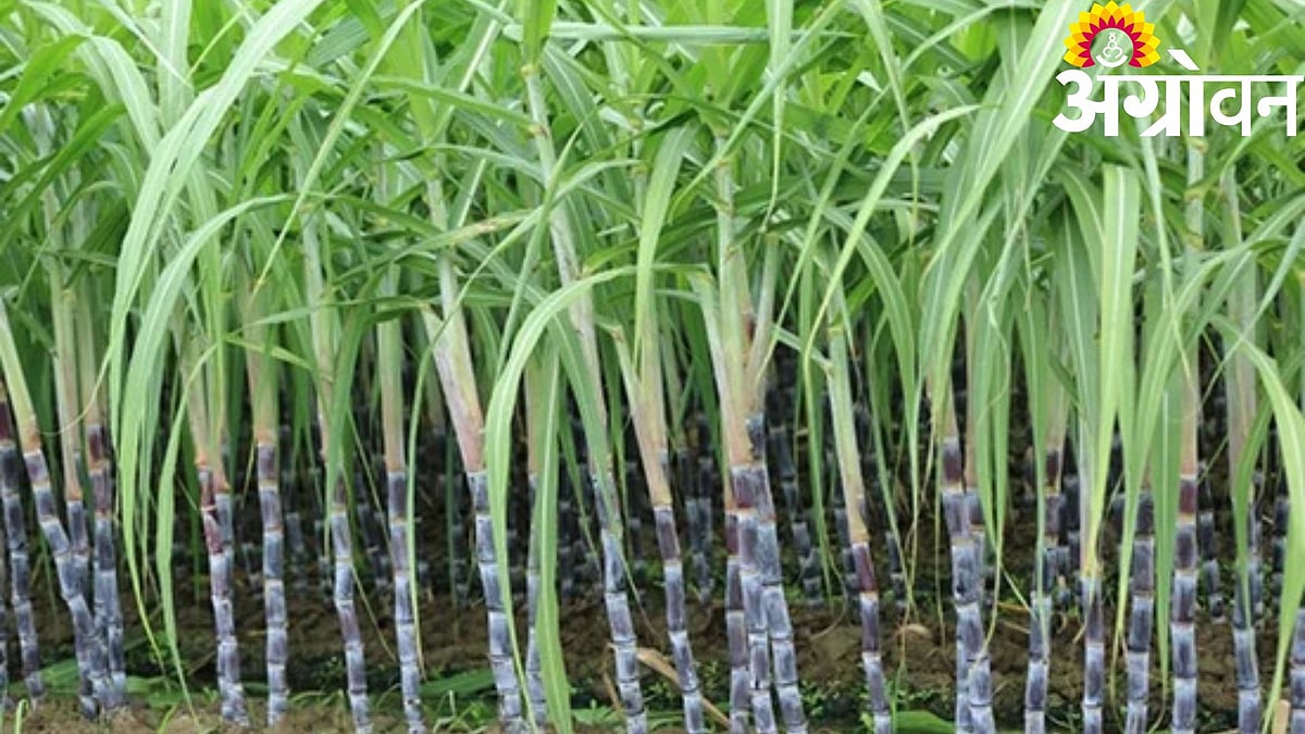 Farmers News| 'बळीराजा'कडून आजपासून उसाचा अंतिम हप्ता वितरण |Baliraja ...