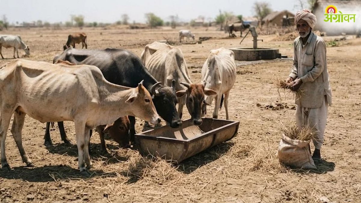 Beed Farmers: बैठकांचा धडाका, बांधावर मात्र चाऱ्याचा ठणठणाट | Beed ...