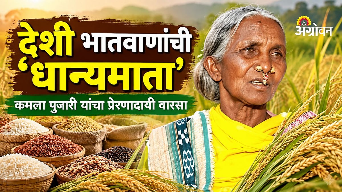 Rice Variety Conservation| देशी भातवाणांची ‘धान्यमाता’ | Kamala Pujari ...