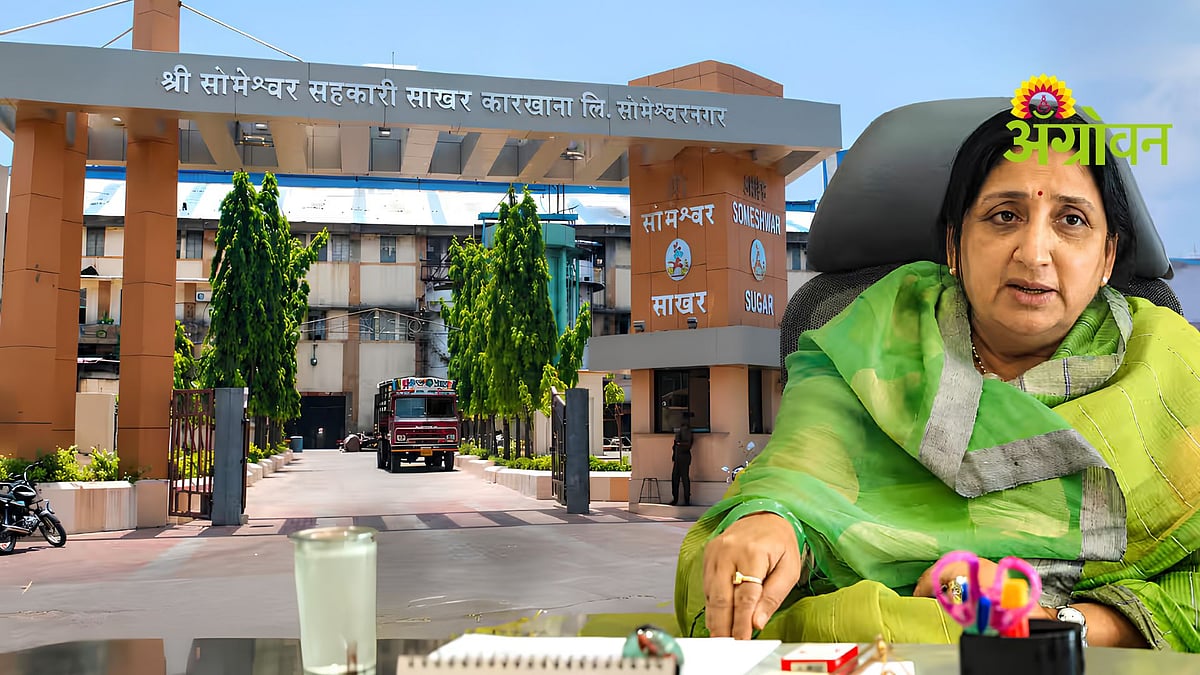 Panel Layout Factory Sugar Factory Election Results|‘सोमेश्वर’निवडणुकीत सुनेत्रा पवार ...