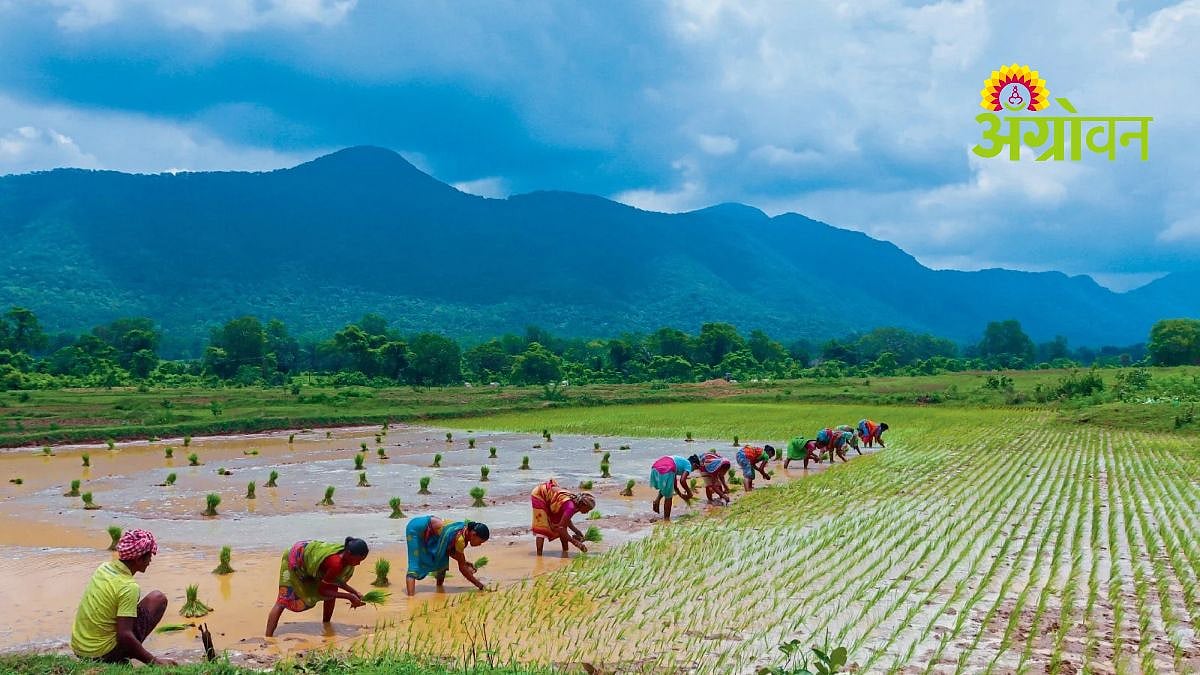 Traditional Farming| धान : माती, माणूस आणि संस्कृतीला जोडणारा जीवनधागा ...