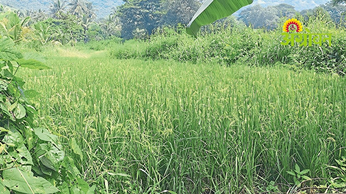 Paddy Farmers| कर्जतमधील भाताचे कोठार संकटात| Urbanisation and Labour ...