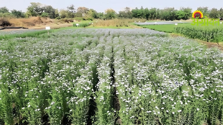 Crop Protection| रब्बी हंगामासाठी जवस लागवड तंत्र|Date Pantua Offers a ...