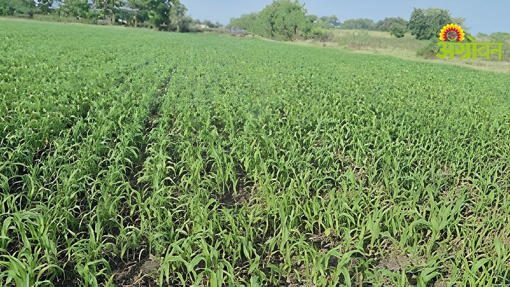 Crop Management| हवामान बदलातही मिळवा रब्बी ज्वारीचे अधिक उत्पादन|How ...