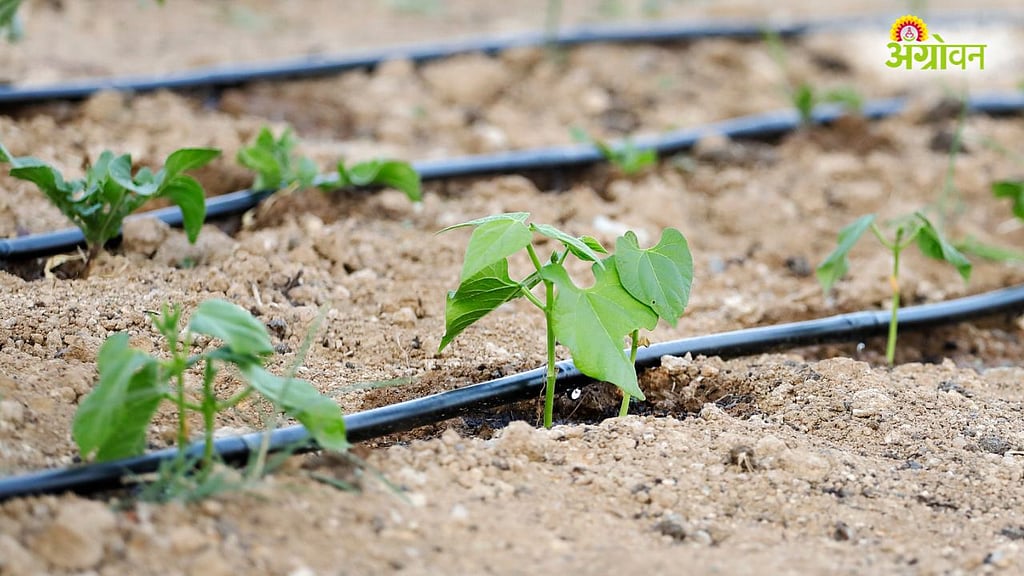 Water Conservation: पाणीबाणीचं संकट; शाश्वत शेतीतून प्रत्येक थेंबाचा ...