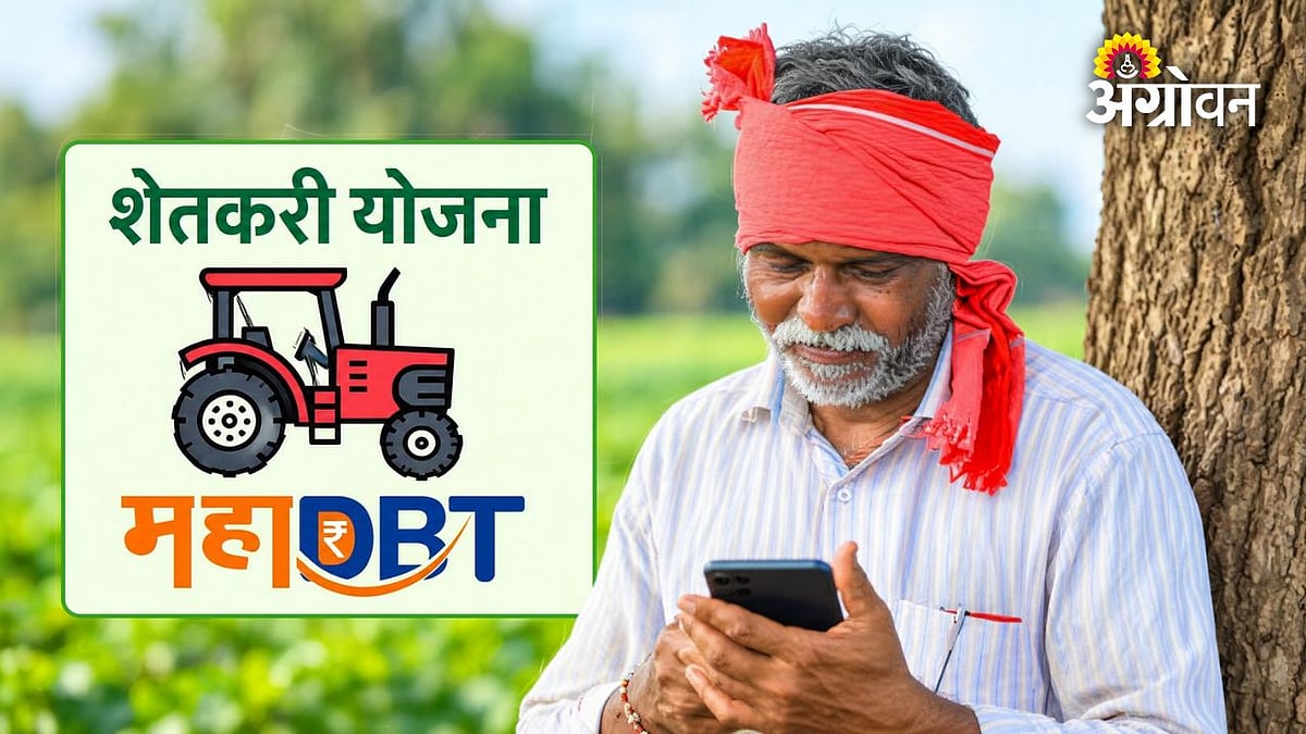 Joiwar Jowar Farming| रब्बी ज्वारीच्या बियाण्यांवर ५० टक्के अनुदान ...