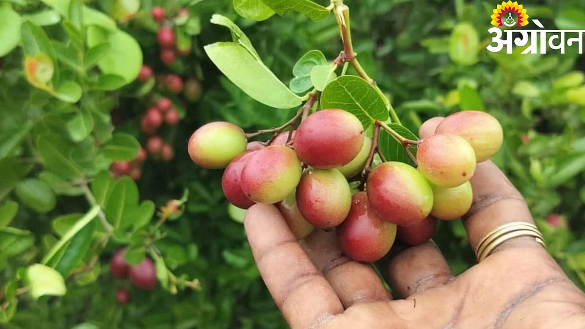 Agro-Industry| रोजगाराच्या नव्या संधी: करवंद प्रक्रिया उद्योगाला गती ...