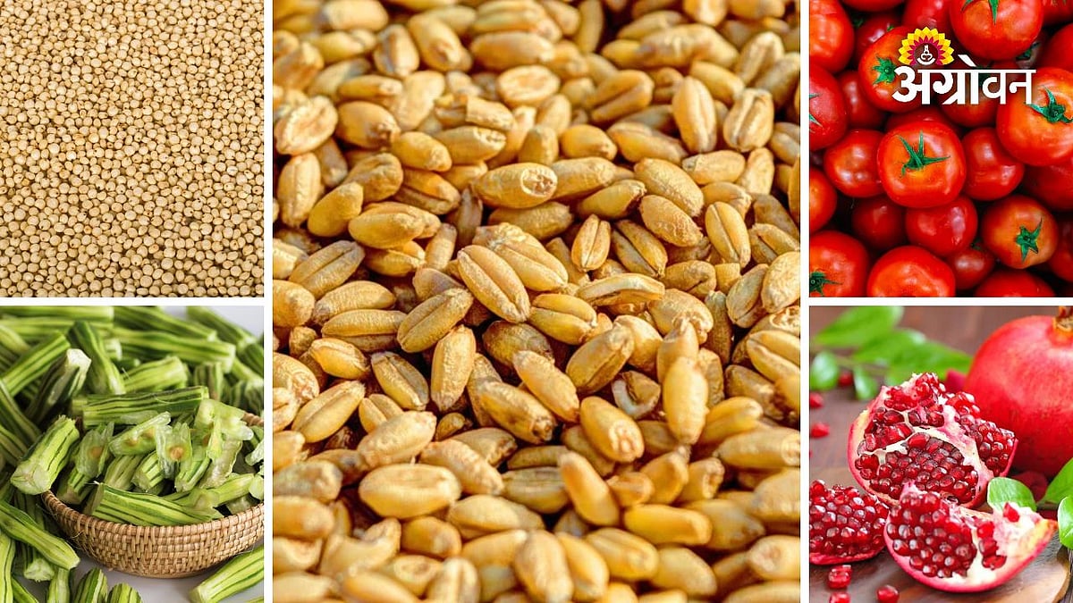 Agri Market Update | गव्हाच्या दरात चढ-उतार, ज्वारीच्या दरात वाढ ...